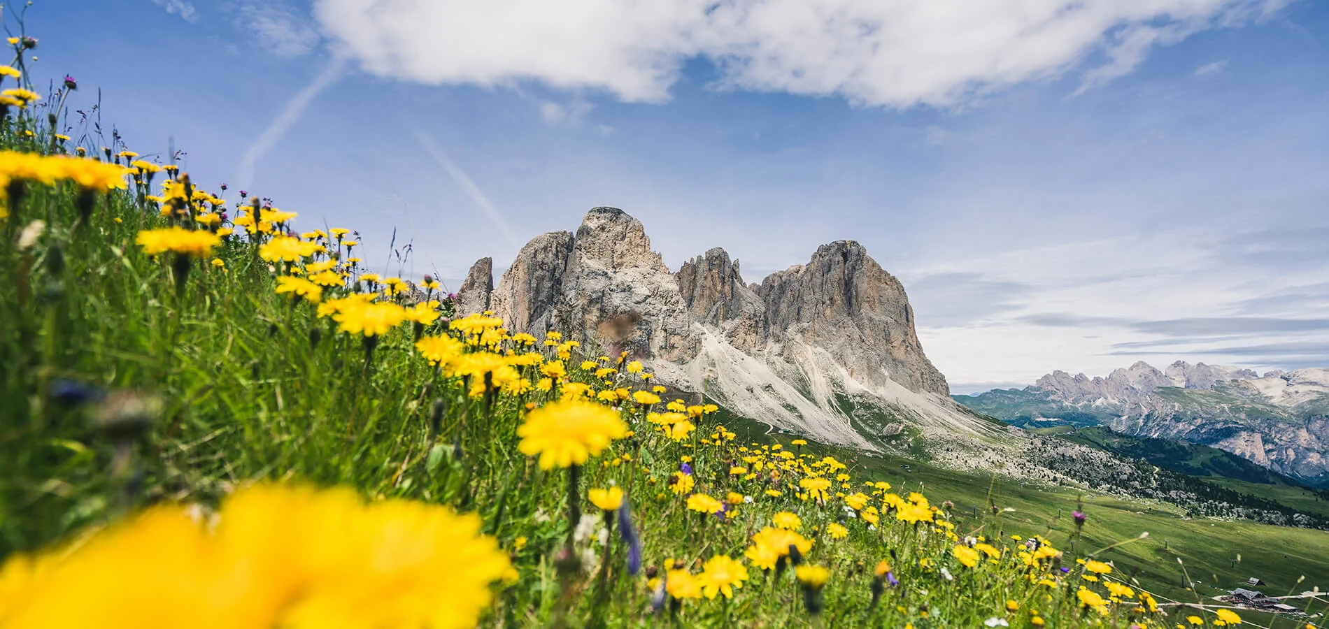Prato fiorito con panorama delle Dolomiti